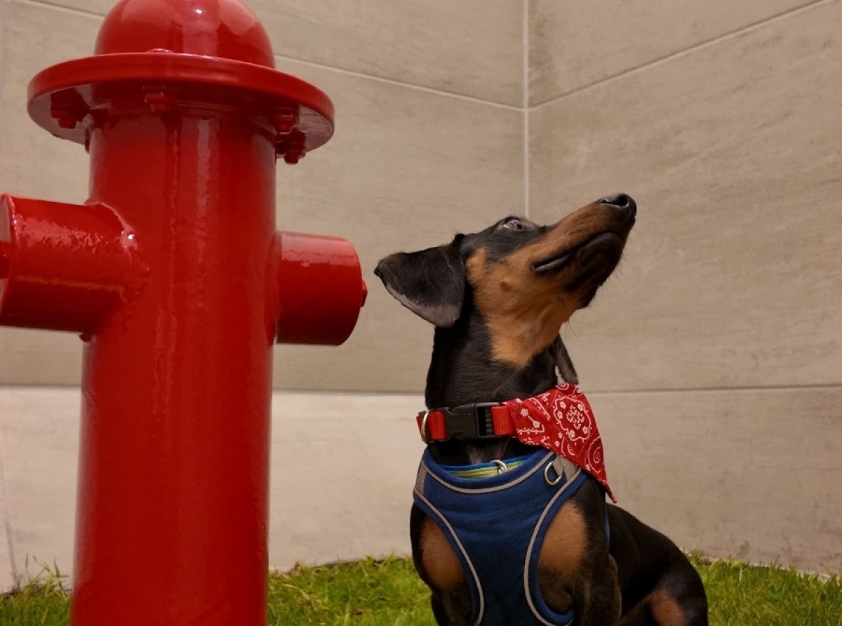 UN BAÑO DEDICADO A LAS MASCOTAS