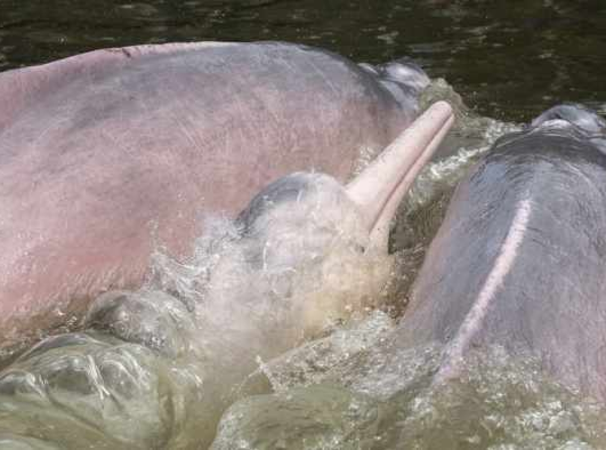 PROTECCIÓN DE DELFINES AMAZÓNICOS