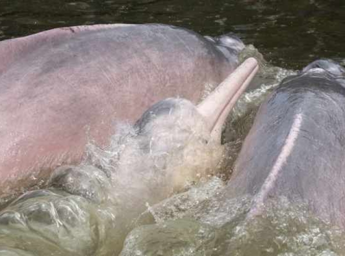 PROTECCIÓN DE DELFINES AMAZÓNICOS